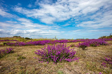 The Purple Heather on Dunwich Heath Suffolk UK