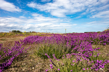 Fototapeta na wymiar The Purple Heather on Dunwich Heath Suffolk UK