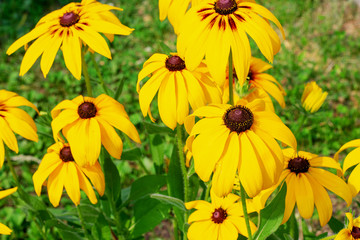 Bright yellow flowers in a sunny garden