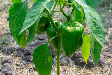 Pepper on the branch. Big pepper on the plant. Close-up of young green pepper on the plantation