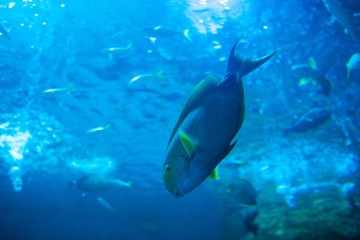 Obraz na płótnie Canvas aquarium in thailand , sea creatures 