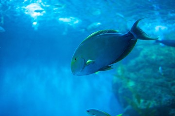 Fototapeta na wymiar aquarium in thailand , sea creatures 