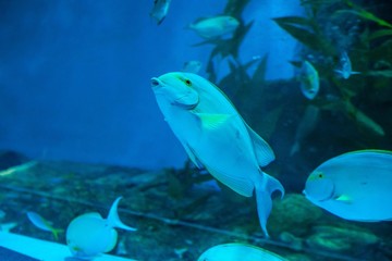 aquarium in thailand , sea creatures 