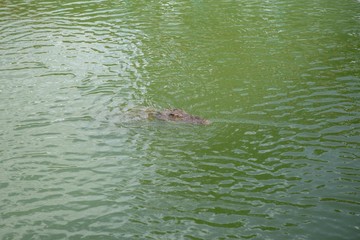 Crocodiles that live in fresh water in Thailand