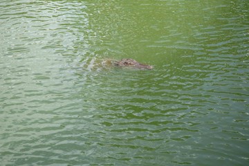 Obraz premium Crocodiles that live in fresh water in Thailand