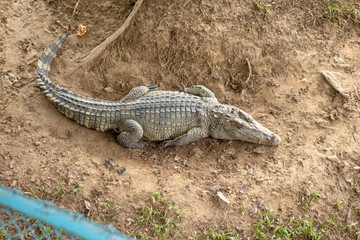 Crocodiles that live in fresh water in Thailand