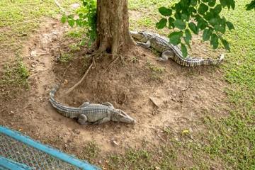 Crocodiles that live in fresh water in Thailand