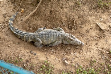 Crocodiles that live in fresh water in Thailand