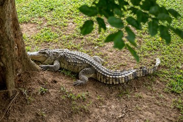 Crocodiles that live in fresh water in Thailand