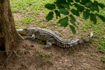 Crocodiles that live in fresh water in Thailand