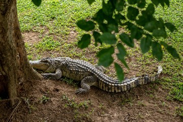 Crocodiles that live in fresh water in Thailand