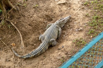 Crocodiles that live in fresh water in Thailand