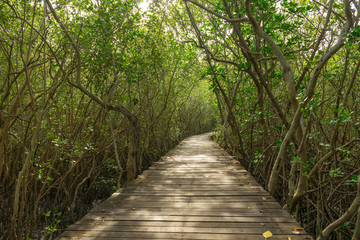 Wood passage way into mangrove forest