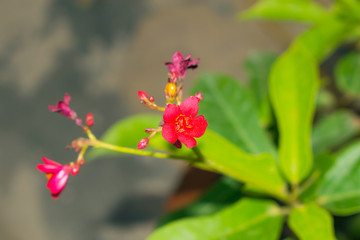 close up of a beautifulred spring flower with blurred background.