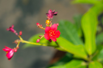 close up of a beautifulred spring flower with blurred background