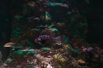 lion fish in the coral reef