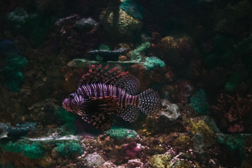 lion fish in the coral reef
