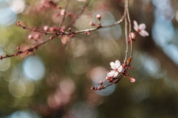 sun glowing through cherry trees and flowers blooming