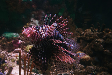 Naklejka na ściany i meble lion fish in the coral reef