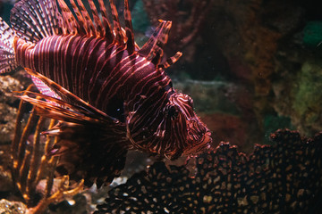 Naklejka na ściany i meble lion fish in the coral reef