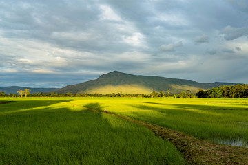Agricultural landscape with green fields on hills and sun