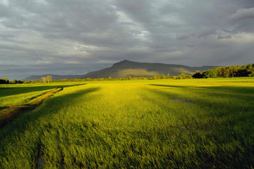 Agricultural landscape with green fields on hills and sun