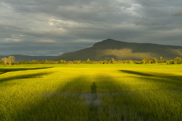 Fototapeta premium Agricultural landscape with green fields on hills and sun