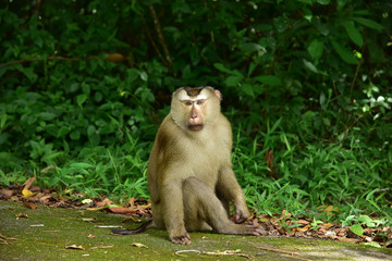 Monkey in the international park very feel good and happy travel.