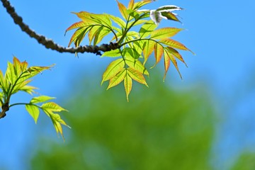 光を浴びて輝く新緑の若葉