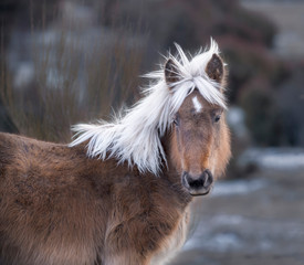 Obraz premium Beautiful young horse looking at the camera