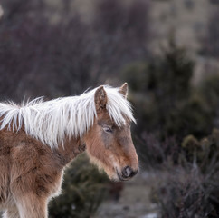 Close-up with a beautiful young rocking horse walking through the forest