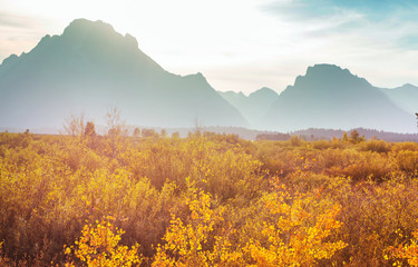 Obraz premium Autumn in Grand Teton
