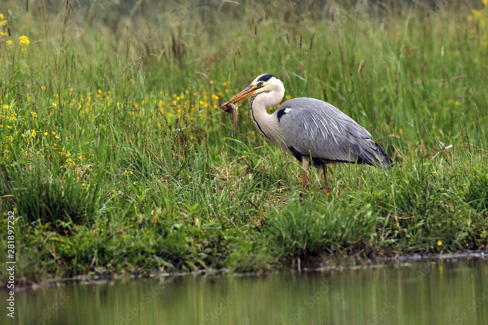 Wall mural The grey heron (Ardea cinerea) standing and fishing in the water. Big heron withcatfish with green backround.