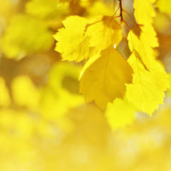 Autumn leaves on the sun. Fall blurred background. - Image