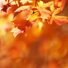 Naklejka na ściany i meble Autumn leaves on the sun. Fall blurred background. - Image