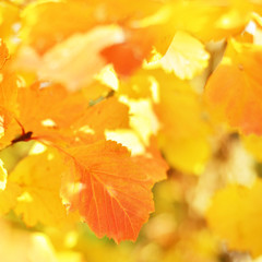 Naklejka na ściany i meble Bright autumn leaves in the natural environment. - Image