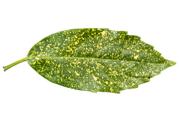 Aucuba Japonica leaf in variegated form isolated on white background. Upper side and top view. The...