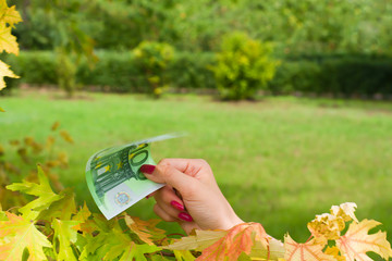 Money. Euro. Autumn leaves. Autumn Maple Leaves. Green background. Grass. The rise or fall of the...