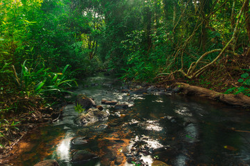 The beauty and freshness of the streams in the morning forest of Thailand, Phang Nga, Koh yao yai