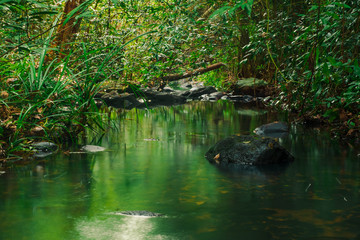 Naklejka na ściany i meble The beauty and freshness of the calm streams in the morning forest of Thailand, Phang Nga, Koh yao yai