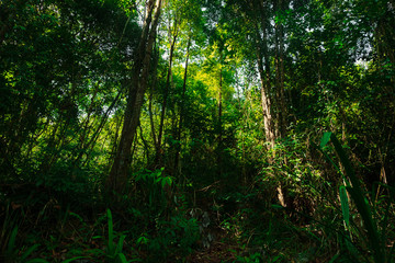 Fototapeta na wymiar beautiful of tropical forest there is sunlight hit tree in morning,Thailand,Phang Nga,Koh Yao Yai