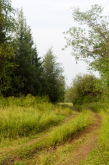 The road overgrown with green grass turns in the Northern Yakut forest among the trees.