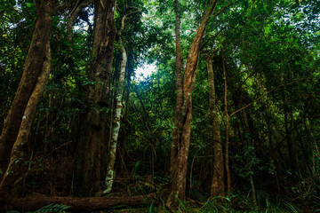 Large trees in the wilderness forest and danger in Thailand,Phang Nga,Koh Yao Yai