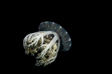 Upside-down jellyfish, Cassiopea andromeda is a type of jellyfish that usually lives in intertidal sand or mud flats