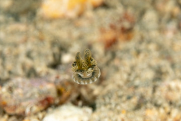 Upside-down jellyfish, Cassiopea andromeda is a type of jellyfish that usually lives in intertidal sand or mud flats