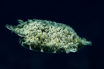 Upside-down jellyfish, Cassiopea andromeda is a type of jellyfish that usually lives in intertidal sand or mud flats