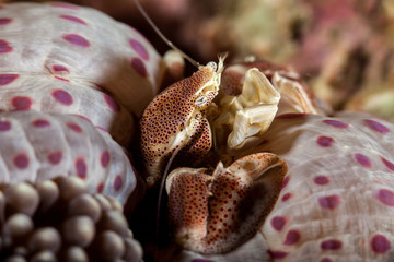 Neopetrolisthes maculatus is a species of porcelain crab from the Indo-Pacific region