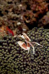 Neopetrolisthes maculatus is a species of porcelain crab from the Indo-Pacific region