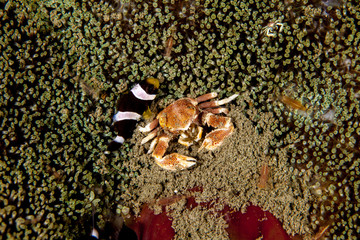 Neopetrolisthes maculatus is a species of porcelain crab from the Indo-Pacific region