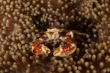 Neopetrolisthes maculatus is a species of porcelain crab from the Indo-Pacific region
